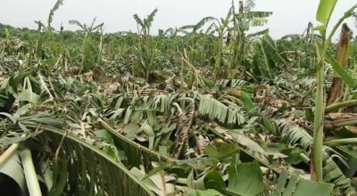 हुरीका कारण झापामा केराखेतीमा क्षति