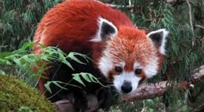 रेडपाण्डा संरक्षण गर्न जनचेतनामूलक कार्यक्रम