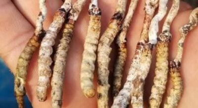 मनाङमा जडीबुटी उत्पादन घट्दै