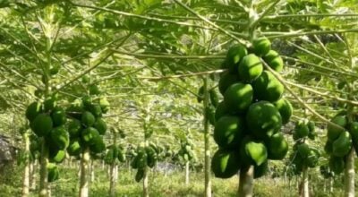 पश्चिम नवलपरासीमा व्यावसायिक मेवाखेती सुरु