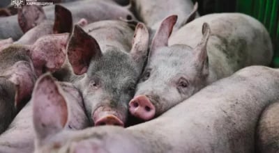 ‘अफ्रिकन स्वाइनफिभर’को जोखिम बढ्यो, सतर्कता अपनाउन आग्रह