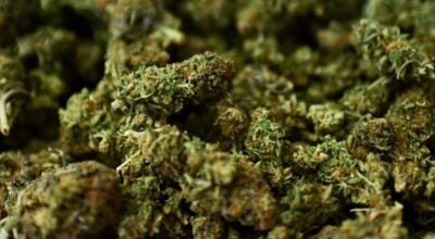 गाँजाखेतीलाई वैधानिक बनाउने विधेयकमाथि छलफल जारी