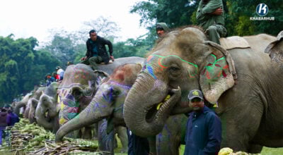 चितवन महोत्सव : हात्तीलाई १५ परिकारको भोज खुवाएर सम्पन्न (तस्बिरहरू)