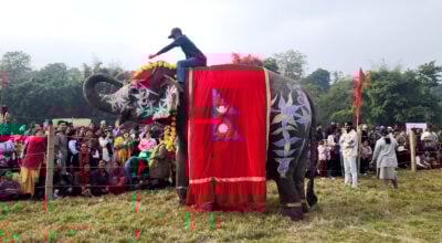 सौराहामा हात्ती महोत्सव : आज हात्ती पूजा र वनभोज