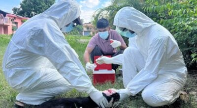 सुदूरपश्चिममा रेबिज सङ्क्रमणको चुनौती बढ्दो