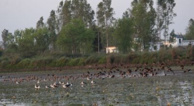 कञ्चनपुरमा आजदेखि जलपंछी गणना