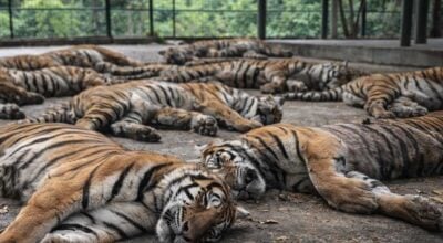 थाइल्यान्डको एक पार्कमा घातक भाइरस सङ्क्रमण, दर्जनौँ बाघ मरे