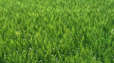 हिउँदे बर्सातले किसानमा खुसी