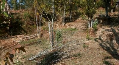 सुन्तलाका बोट सुक्दै गएपछि भोजपुरका किसान चिन्तित