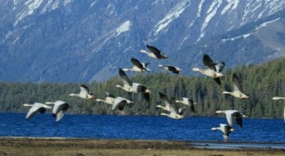 अतिक्रमण र प्रदुषणले सङ्कटमा सिमसार