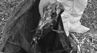 कीर्तिपुरमा मरेका कागमा बर्डफ्लु पुष्टि