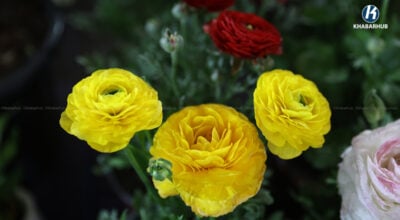 भृकुटीमण्डपमा सुरु भयो फ्लोरा एक्स्पो (तस्बिरहरू)