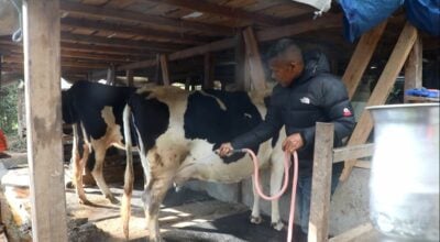 व्यावसायिक गाईपालनबाट आयआर्जन गर्दै वडाध्यक्ष तामाङ