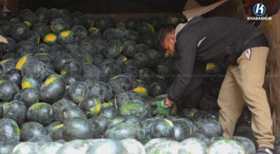 बजारमा आउन थाल्यो खर्बुजा (तस्बिरहरू)