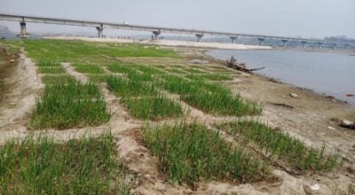 कर्णाली नदी बगरमा लोभलाग्दो प्याजखेती