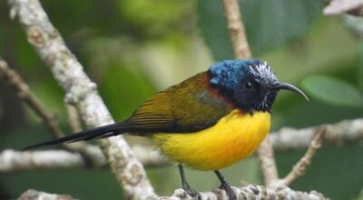 गुल्मीमा चरा प्रजातिको सङ्ख्या ३५५ पुग्यो