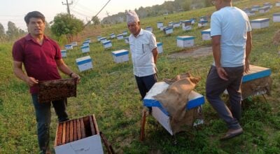 महोत्तरीका वनमा माहुरी चराउँदै चितवनका किसान