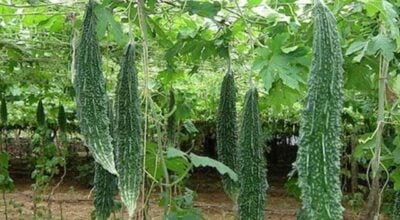 महिला सामूहिक बेमौसमी तरकारीखेतीमा आकर्षित