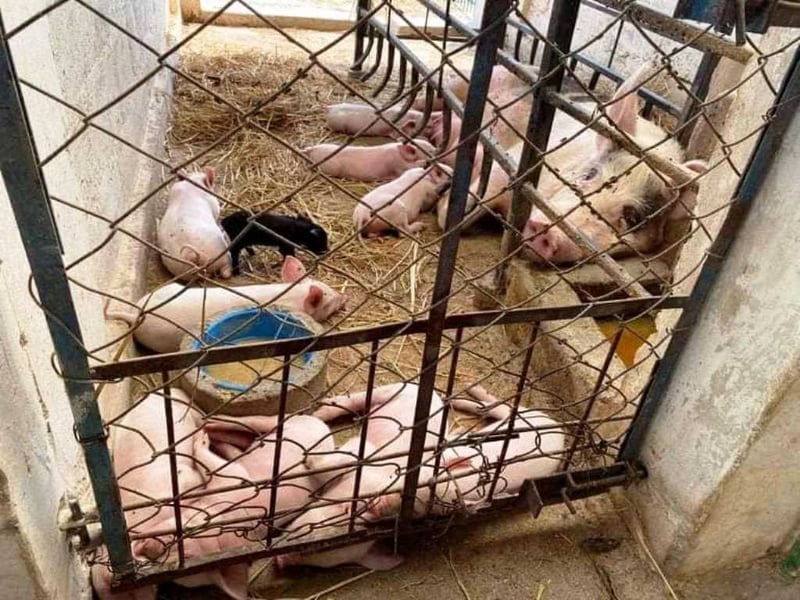 ‘अफ्रिकन स्वाइनफिभर’को जोखिम बढेपछि उच्च सतर्कता अपनाउन मन्त्रालयको आग्रह