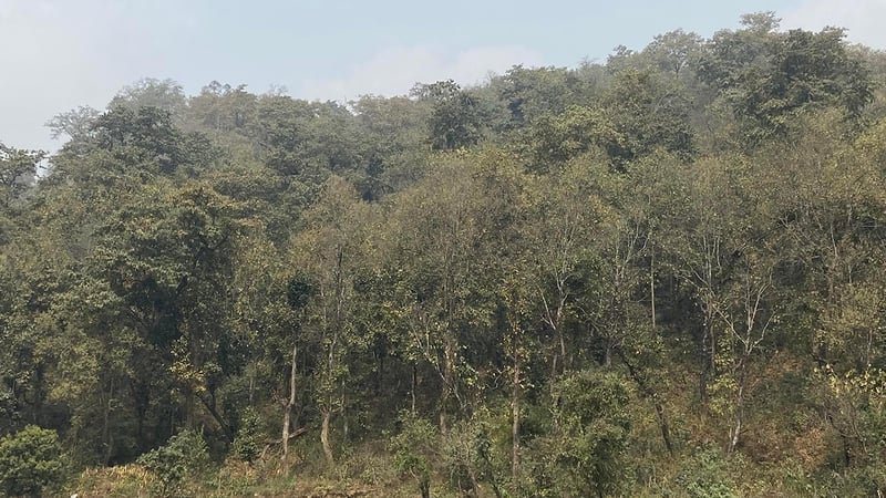 वन क्षेत्रको समावेशीकरणसम्बन्धी रणनीतिक कार्यान्वयन योजना सार्वजनिक