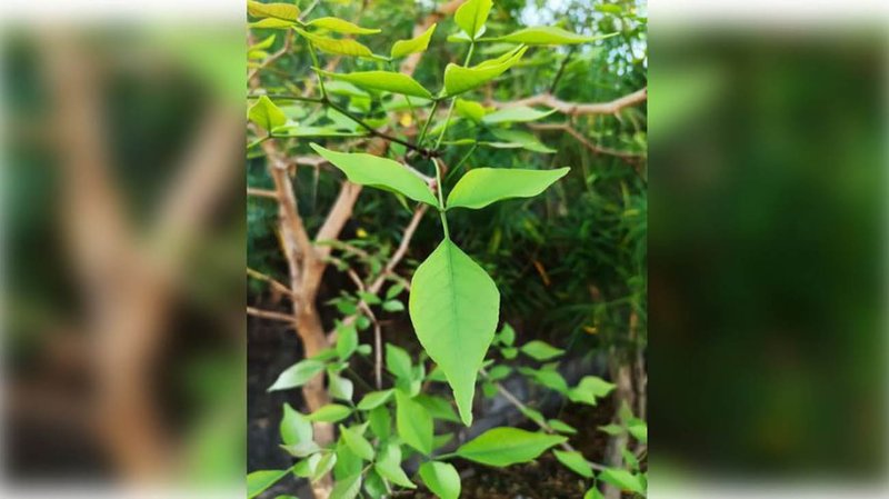 बेलका पातमा लुकेको हुन्छ अचम्मको गुण !, अनुसन्धानले गर्यो खुलासा