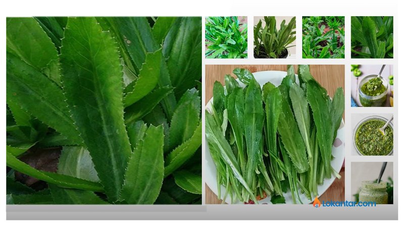 काँडे धनियाँ : सुगन्ध र औषधीय गुणले भरिपूर्ण