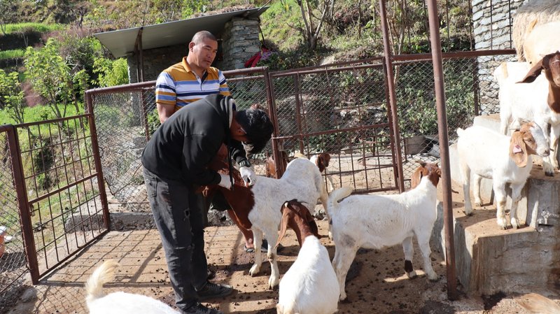 पशुलाई रोगबाट जोगाउन पूर्णखोप अभियान सञ्चालन