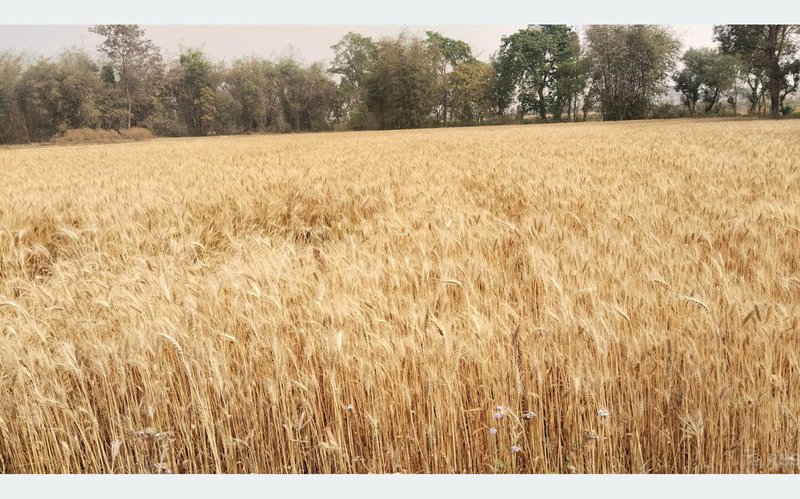 गहुँको समर्थन मूल्य तोक्न उद्योग मन्त्रालयसमक्ष कृषिको प्रस्ताव