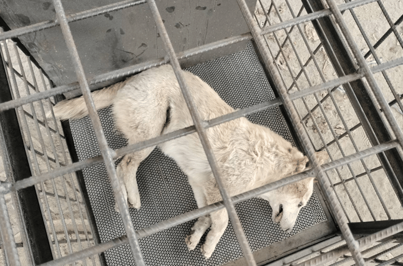 महेन्द्रनगरमा बहुला कुकुरको आतंक, एकैदिन ५९ जना पुगे अस्पताल