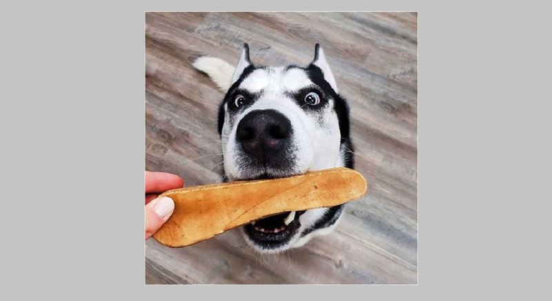 महेन्द्रनगरमा बहुला कुकुरको आतंक, एकैदिन ५९ जना पुगे अस्पताल