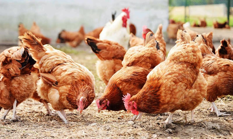 पशुपन्क्षीमा जथाभावी ‘एन्टिबायोटिक’ प्रयोग नगर्न आग्रह