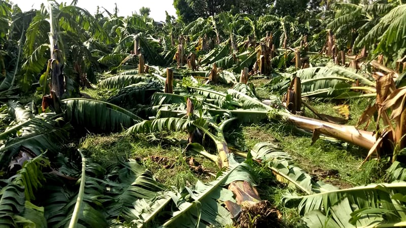 चारसय बिघाको केराखेती हावाहुरी र असिनापानीले नष्ट, बिमा नहुँदा किसान मारमा