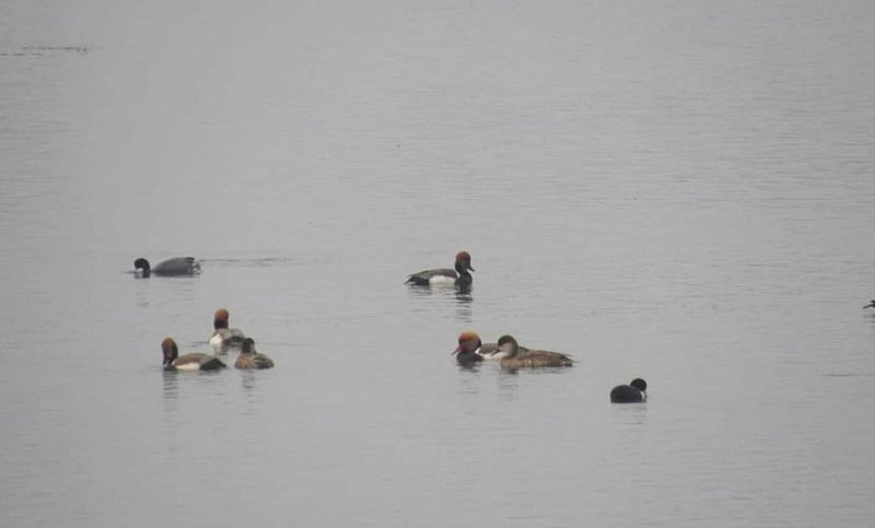 कञ्चनपुरमा आजदेखि जलपन्छी गणना