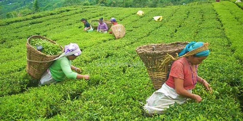 इलामका बगानमा चिया टिप्ने चटारो