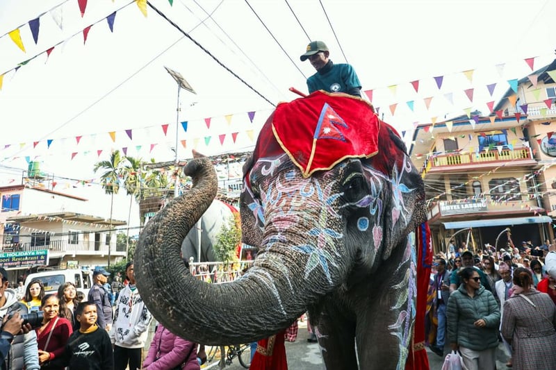 चितवनको सौराहामा १९औँ हात्ती तथा पर्यटन महोत्सव सुरु