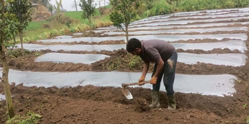 भोजपुरमा अकबरे खुर्सानी खेतीमा किसानको आकर्षण