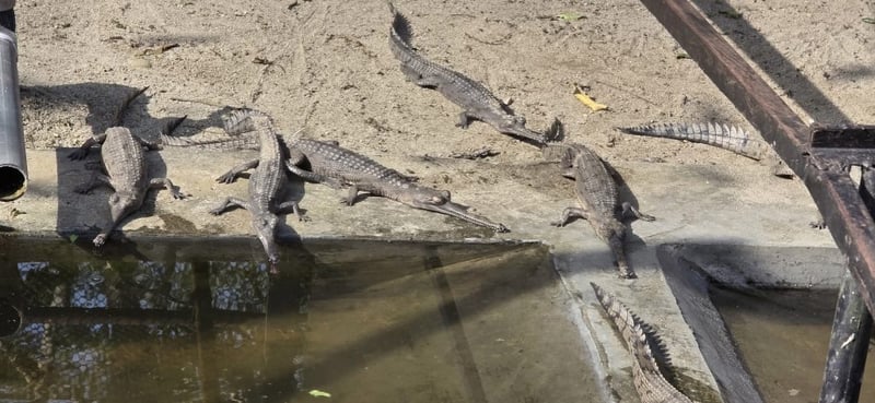 निकुञ्जमा हुर्काइएका २५० घडियाल गोही नदीमा छाडियो