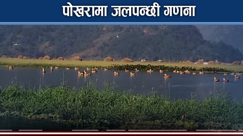 पोखरा उपत्यकामा ४५ प्रजातिका पानी चराको अभिलेख