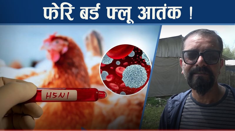 विराटनगरमा सल्कियो बर्ड फ्लू, किसानको लाखौ क्षति