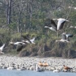 एसियन जलपंक्षी गणना सम्पन्न, विगतमा हराएका चराको संख्यामा उल्लेख वृद्धि