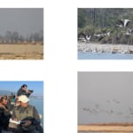 सियन जलपंक्षी गणना सम्पन्न,बिगतमा हराएका चराको संख्यामा उल्लेख बृद्धि