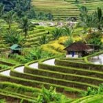 बालीको कृषि र सांस्कृतिक पर्यटनको मेरुदण्ड ‘सुबाक’