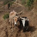 गाउँघरमा हराउँदै छन् हलगोरु