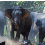 लालझाडीमा जङ्गली हात्तीको आक्रमण, ६ वर्षीया बालिकाको मृत्यु