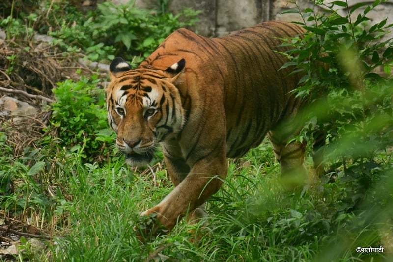 Residents in Kanchanpur Terrified as Tigers Spotted Near Settlement