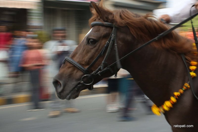 Tarkeshwor Municipality Hosts Inaugural Horse Parade Festival
