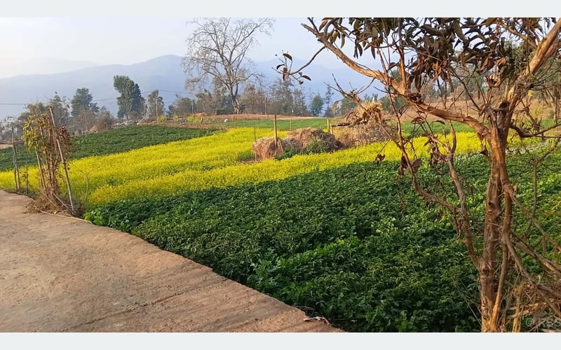 Farmers in Bhojpur's Kodar Region Embrace Commercial Vegetable Farming