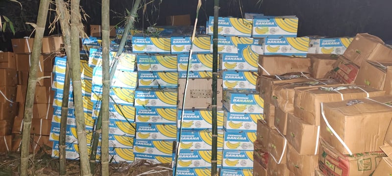 Indian Security Forces Seize Large Cache of Unripe Bananas Smuggled from India into Nepal