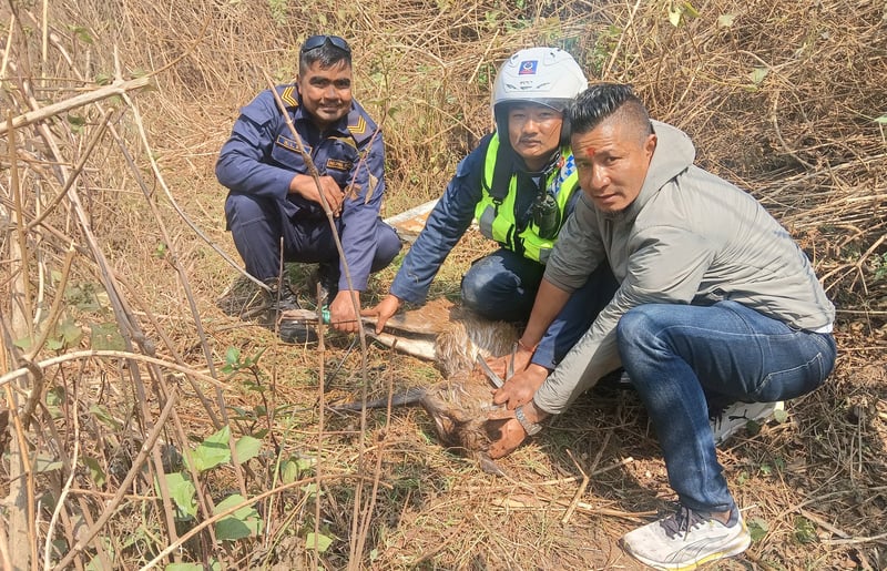 Police Safely Rescue Wild Deer Found in Human Settlement in Lalitpur