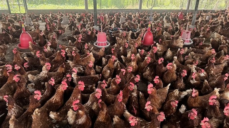 Bird Flu Confirmed at Poultry Farm in Urlabari, Morang; Authorities Implement Control Measures